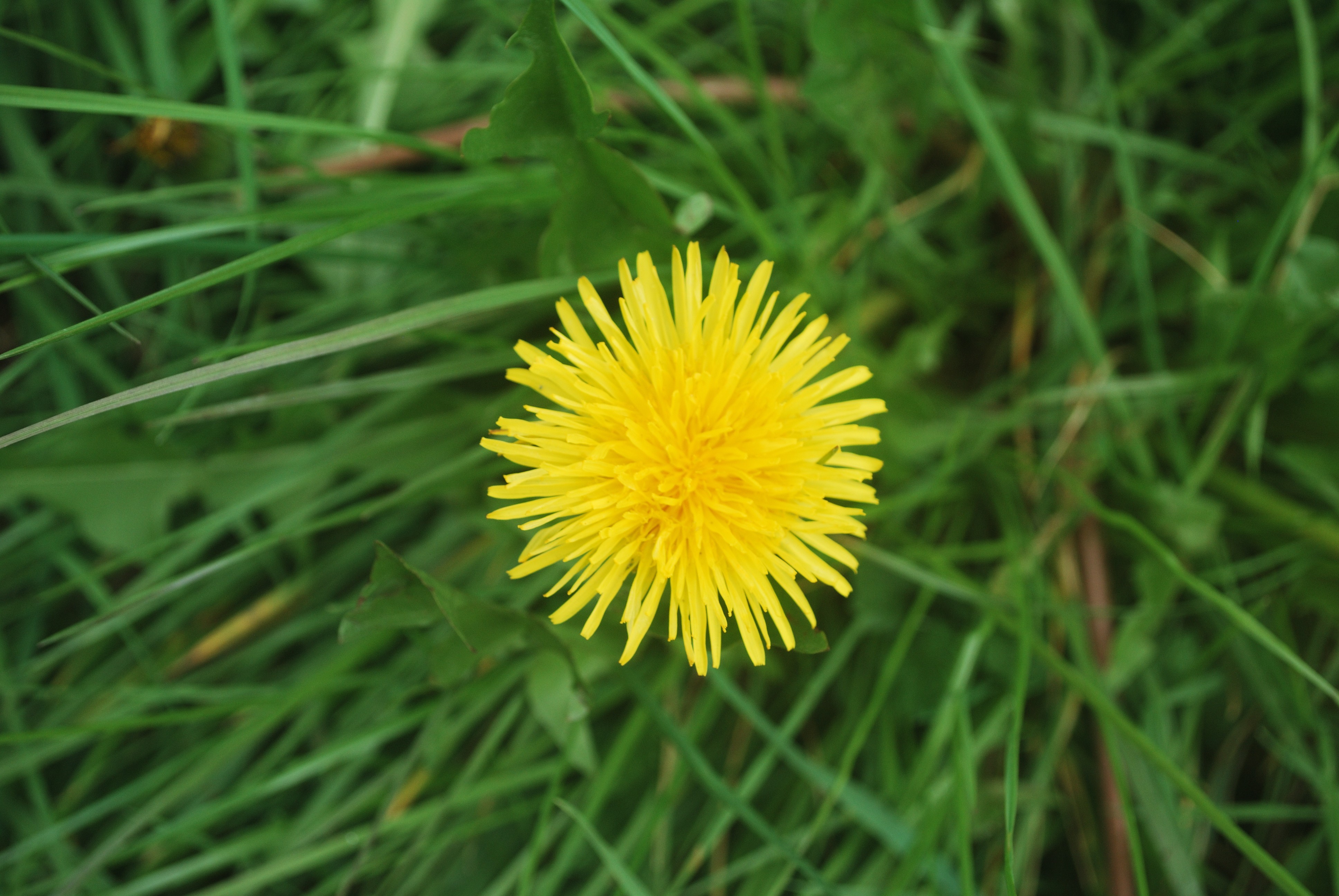 Nature