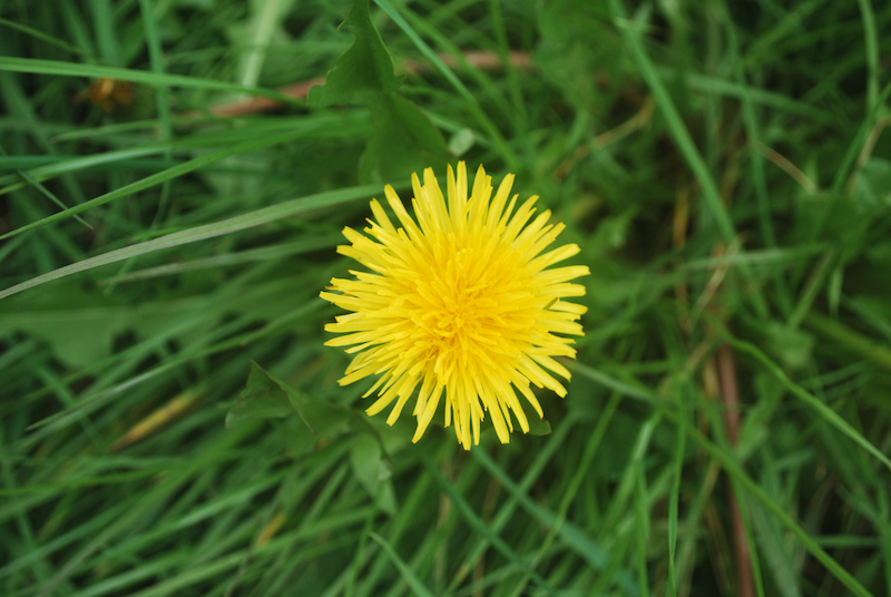 Nature