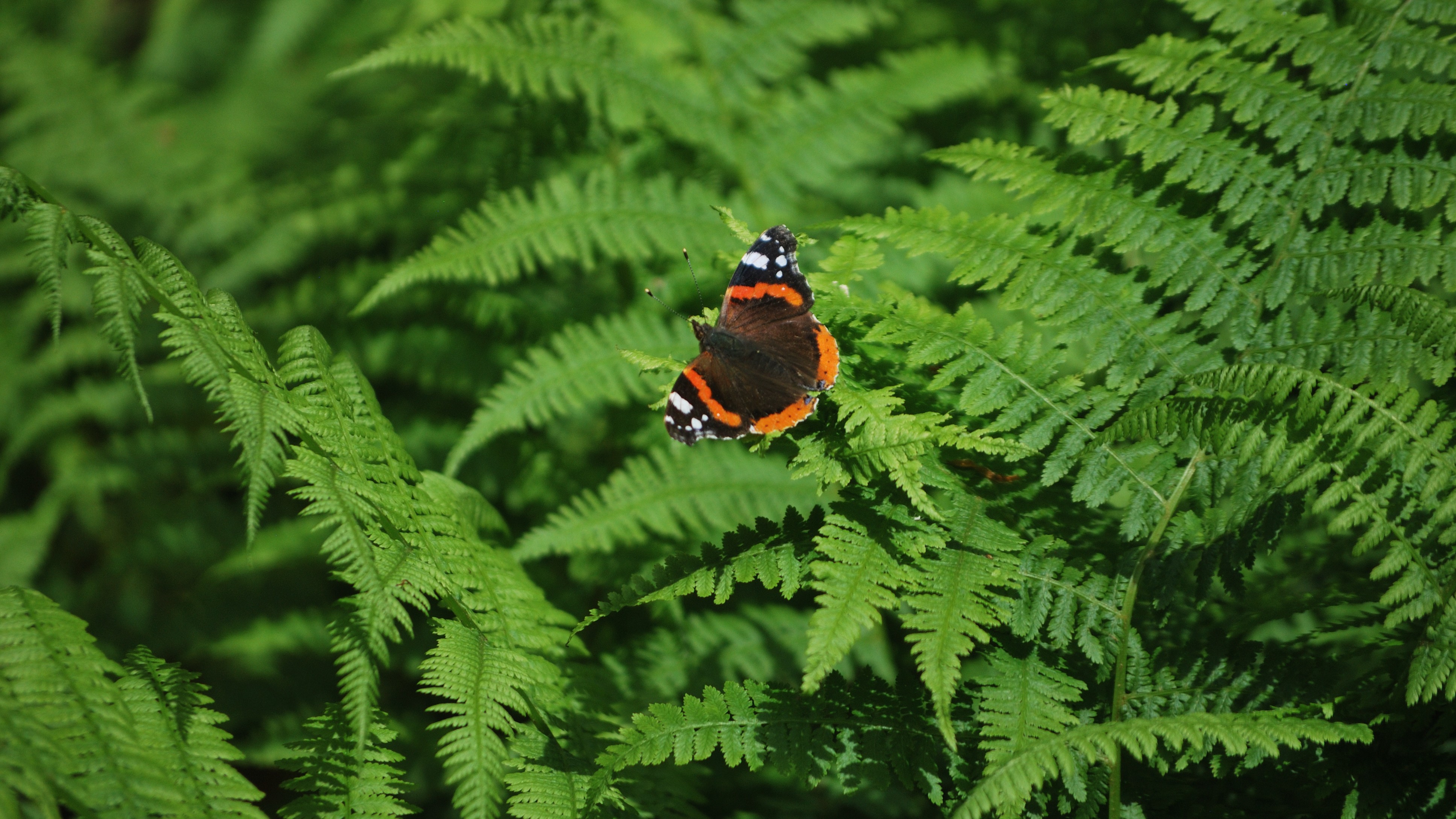 Tigerfly photo