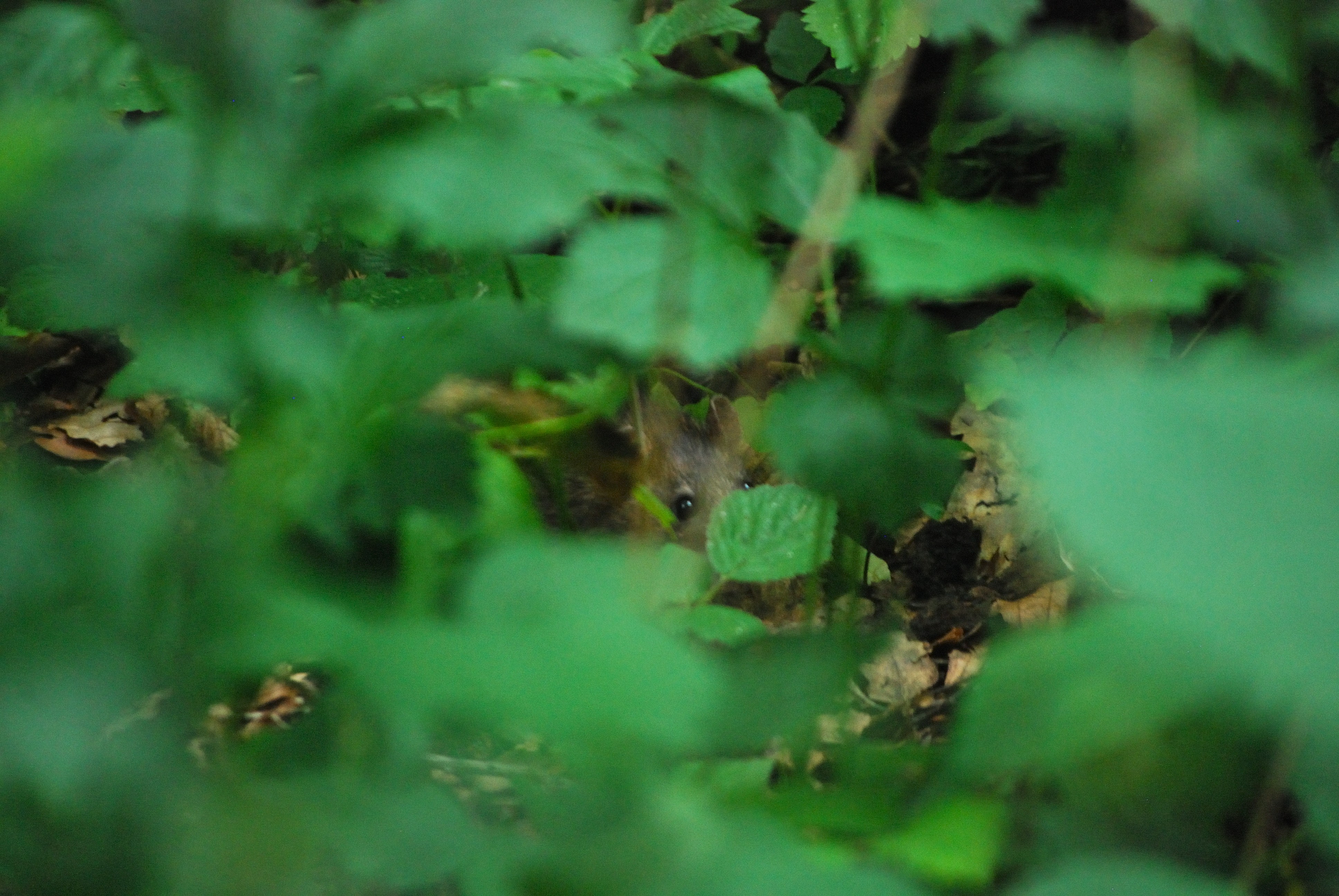 Woodland Standoff photo